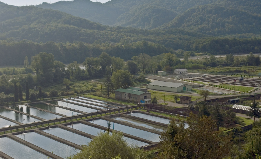 Форелевое хозяйство сходня. Форелевое хозяйство сочи. Форелевое хозяйство в сочи адлер. Форелевое хозяйство в адлере. Адлерское форелевое хозяйство.