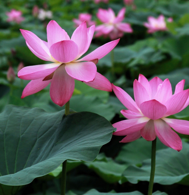 Долина лотосов