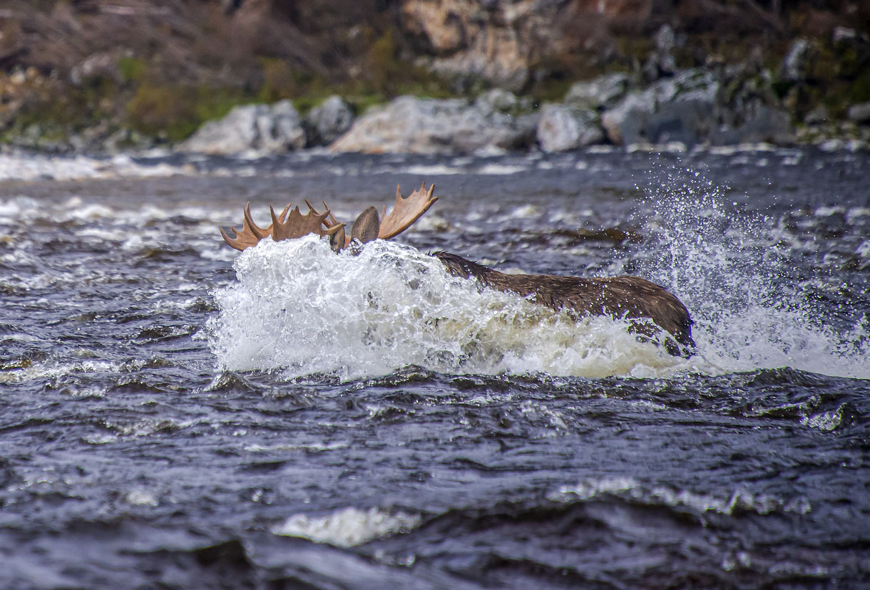Раздвигая мощной грудью бурный поток, он рванулся вперед.