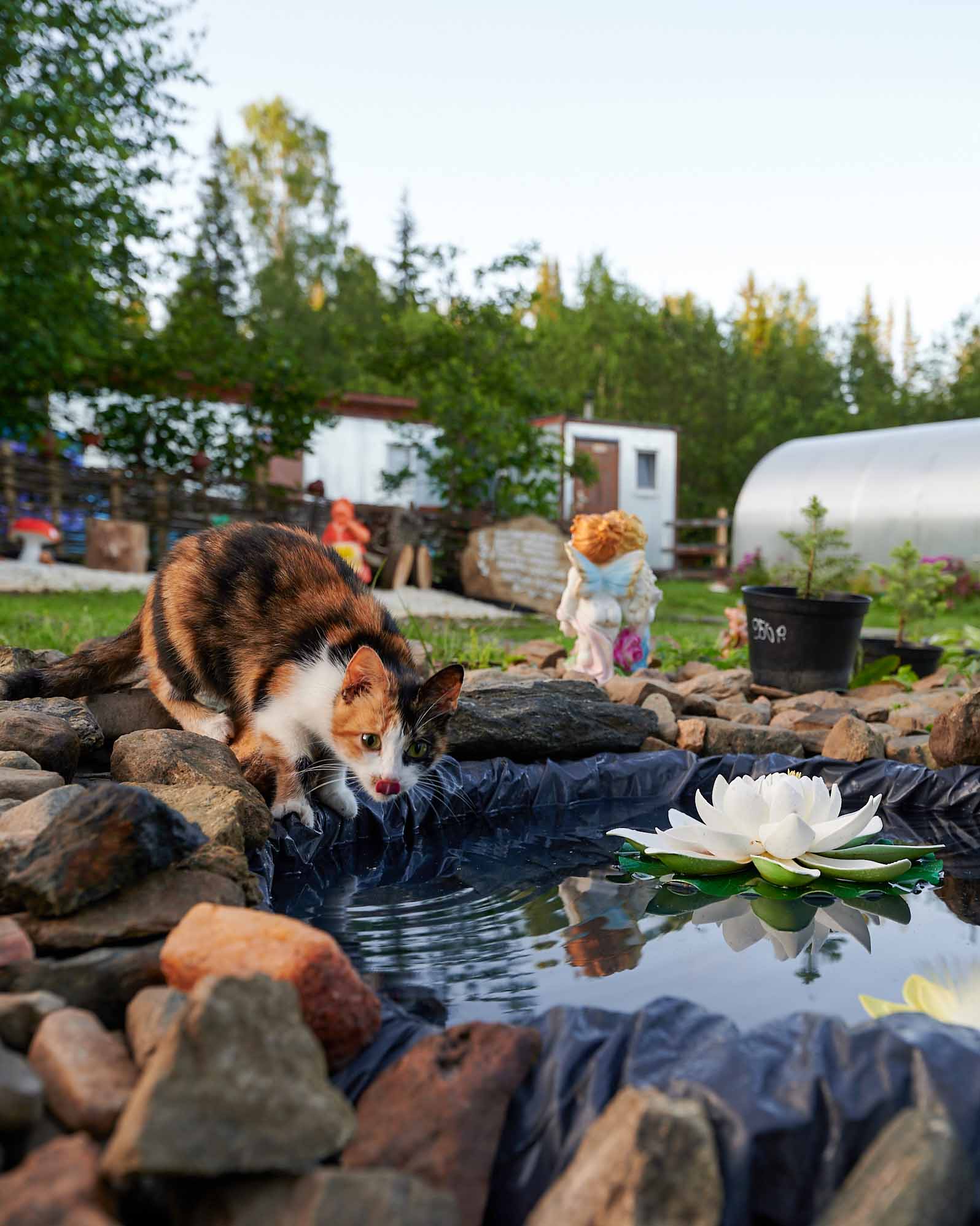 котик пьет из пруда