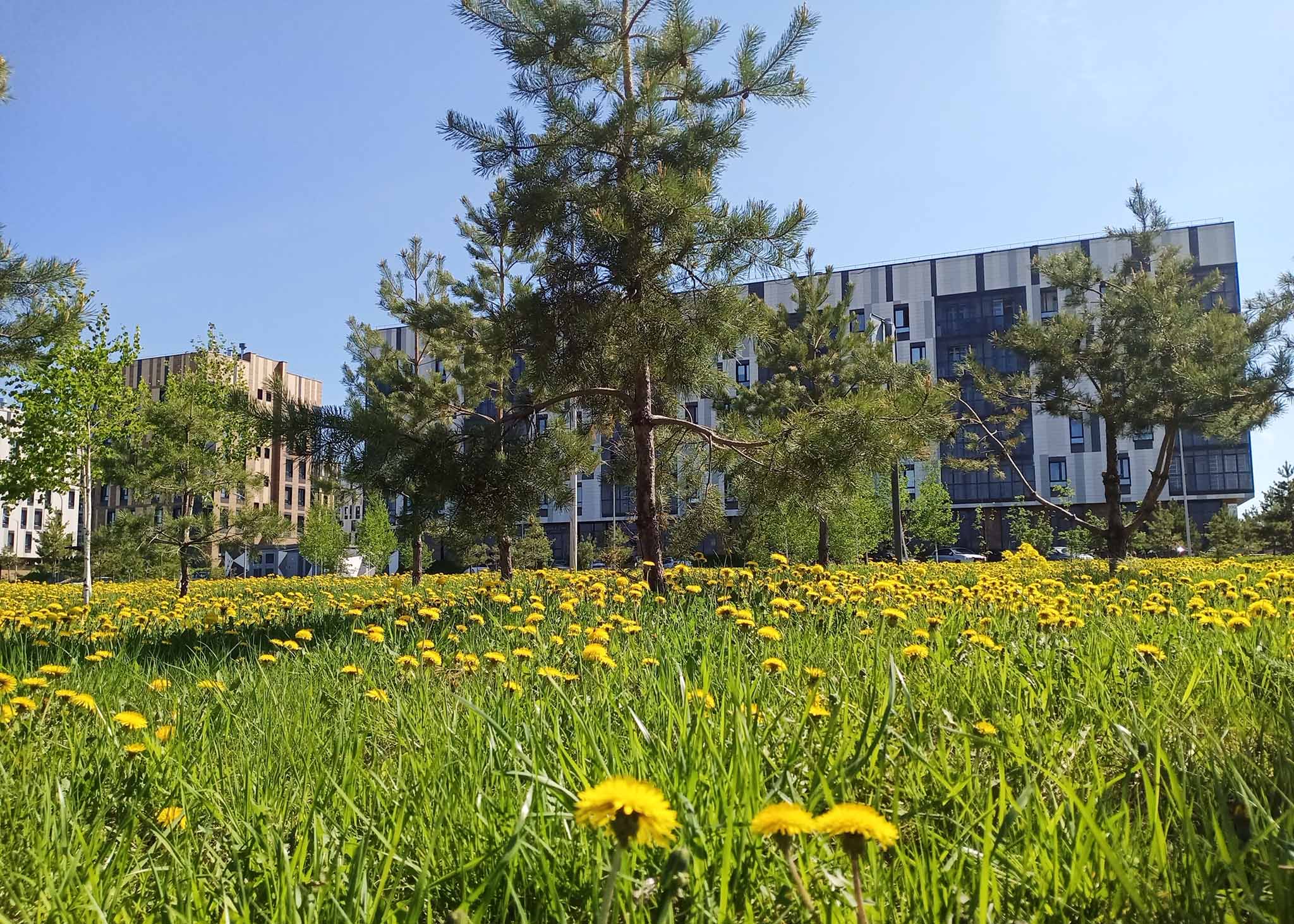 Поля одуванчиков Иннополиса