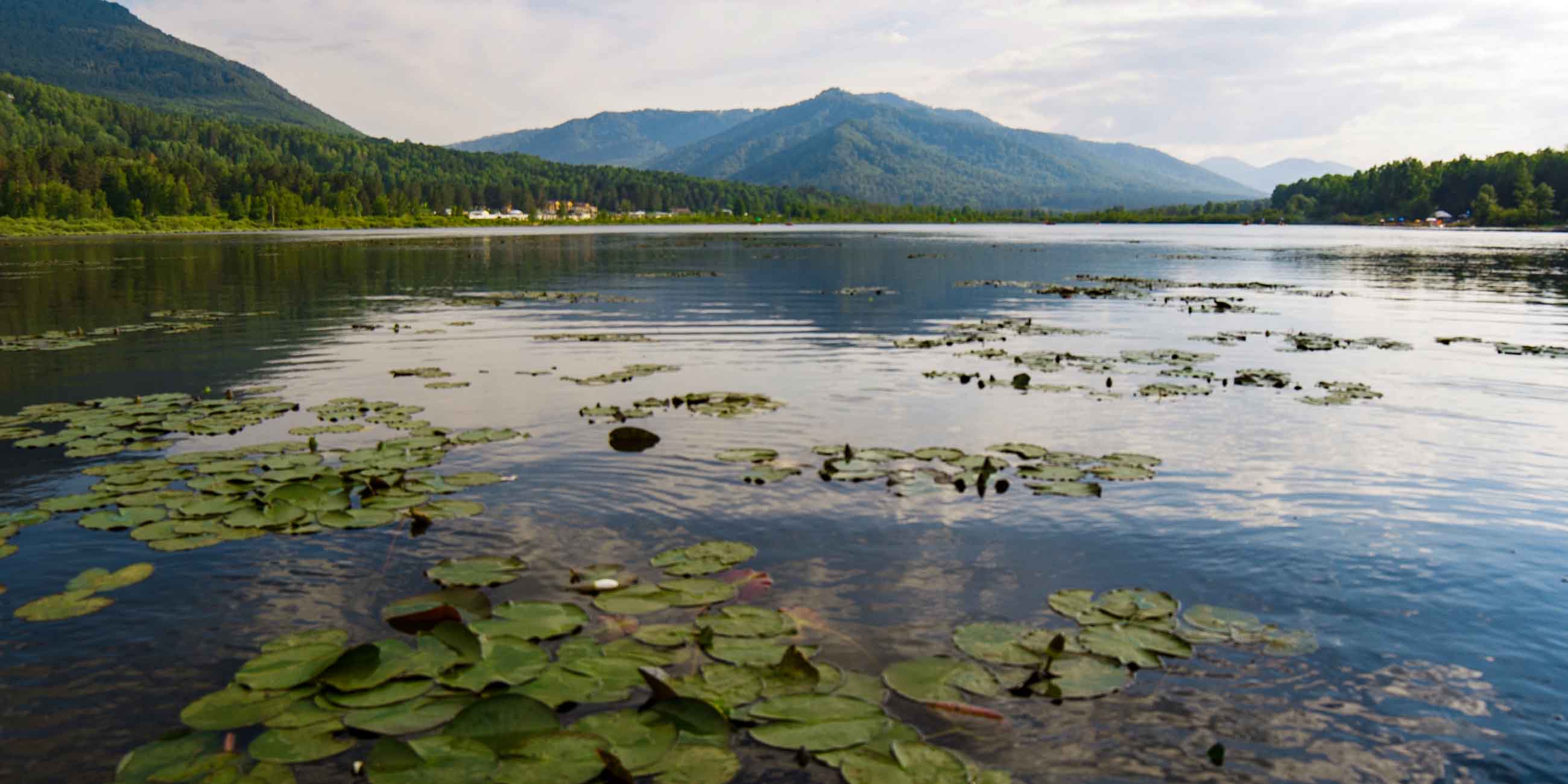 manzherokskoe-ozero-na-altae-rasteniya.j