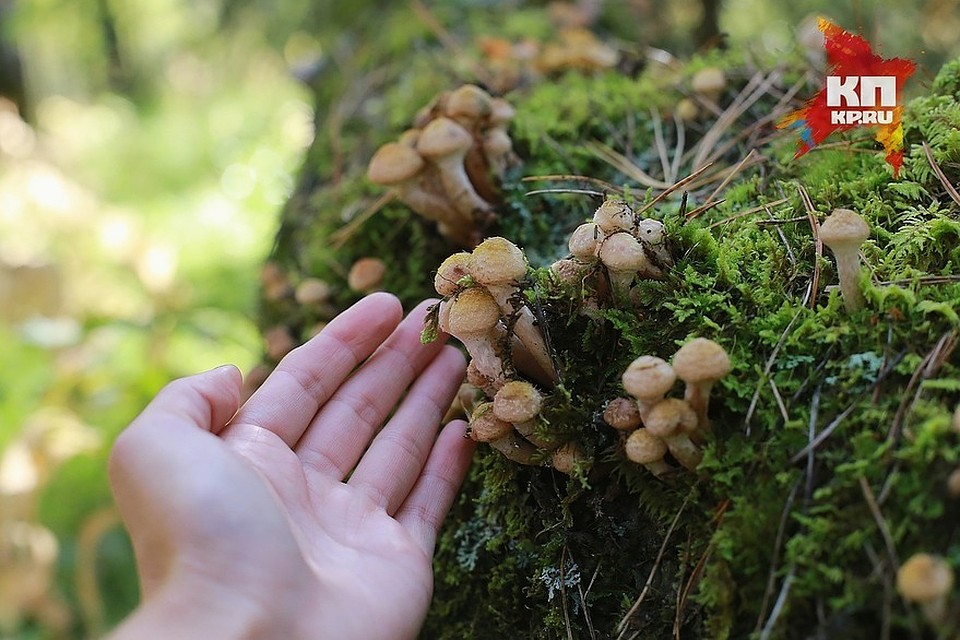 Любимые грибы красноярцев - опята!