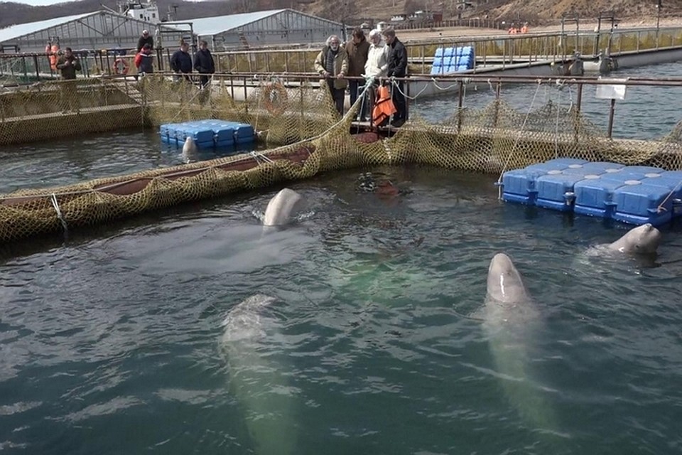 Охрана морских млекопитающих