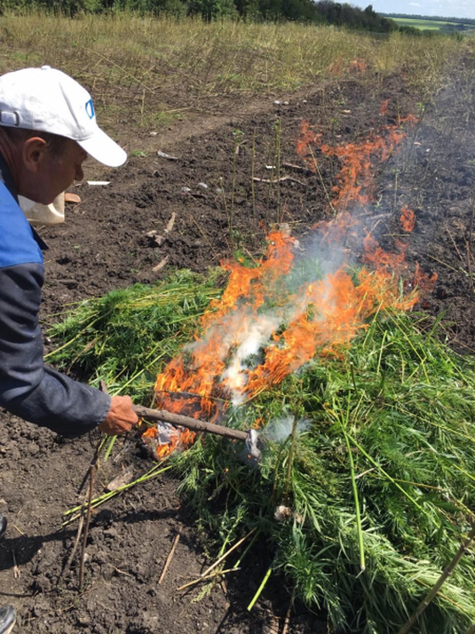 Плантации конопли в воронежской области Плантации конопли в воронежской области тор браузер для айпад hudra