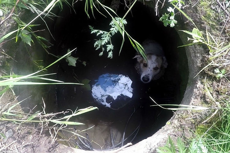 картинка колодец а в воде собака салаты