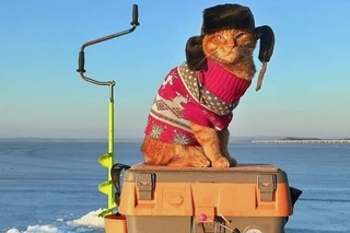 Рыжий кот умилил соцсети Фото: instagram.com/primfrog77