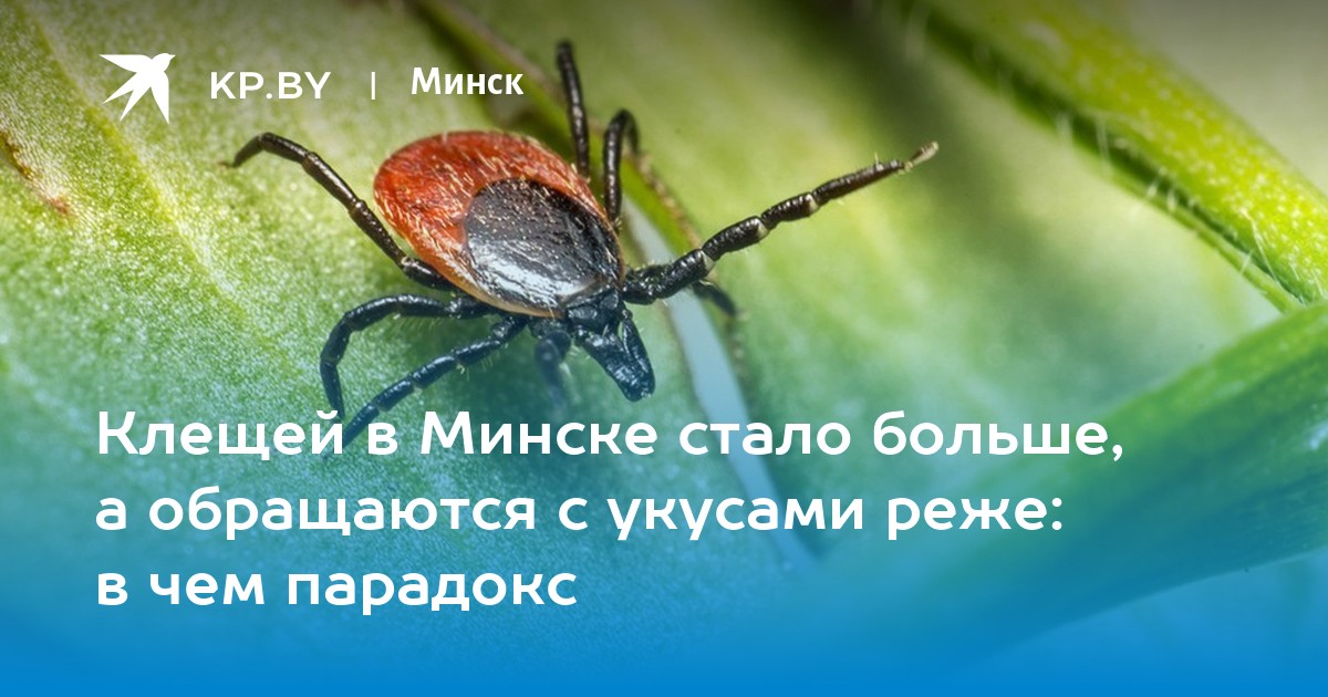 Клещей в Минске стало больше, а обращаются с укусами реже: в чем парадокс - Vimarsana News