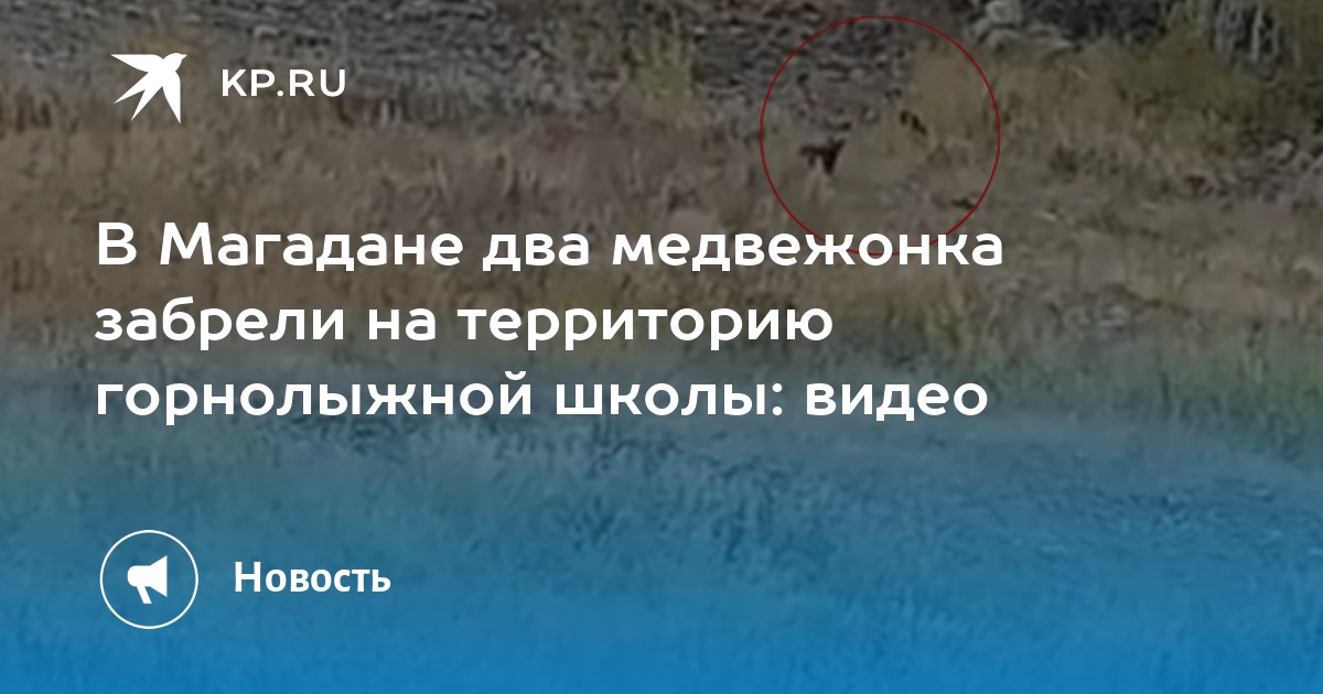 В Магадане два медвежонка забрели на территорию горнолыжной школы: видео - Vimarsana News