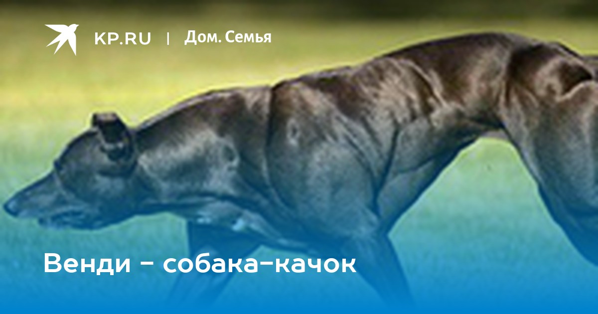 Венди - собака-качок