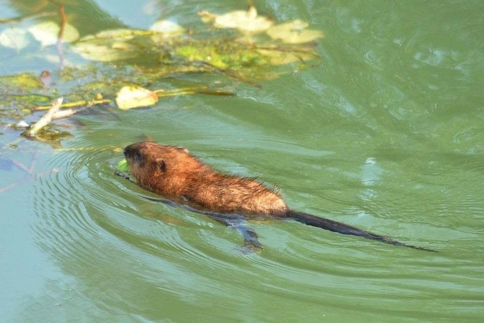 бобер плывет. речной бобр фото. водяной бобер. бобер в воде. бобер в воде.