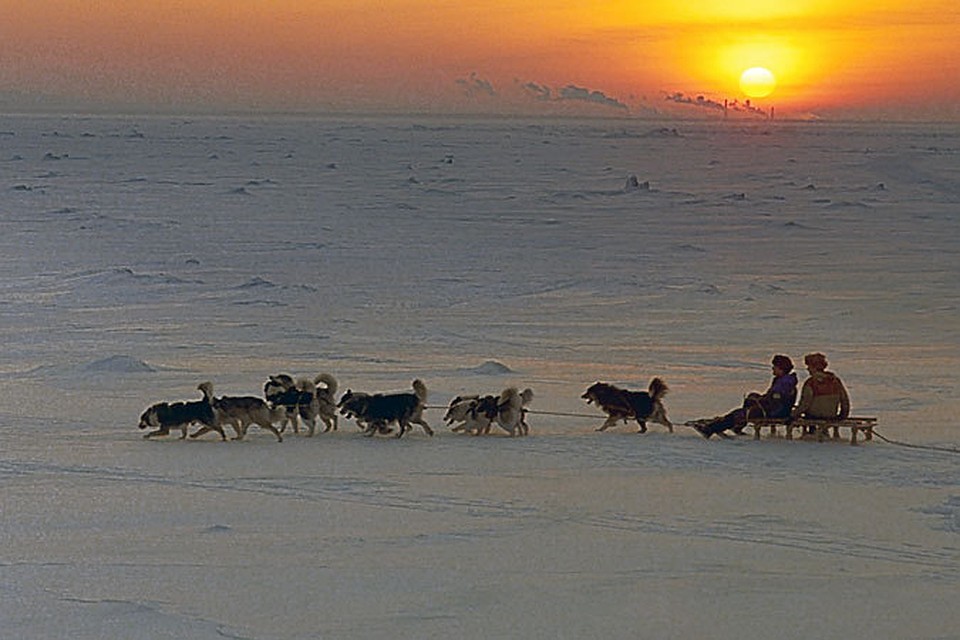чукотка зима. хаски сочи красная поляна. село несь. такая собака необходима за полярным кругом. крайний север картинки.