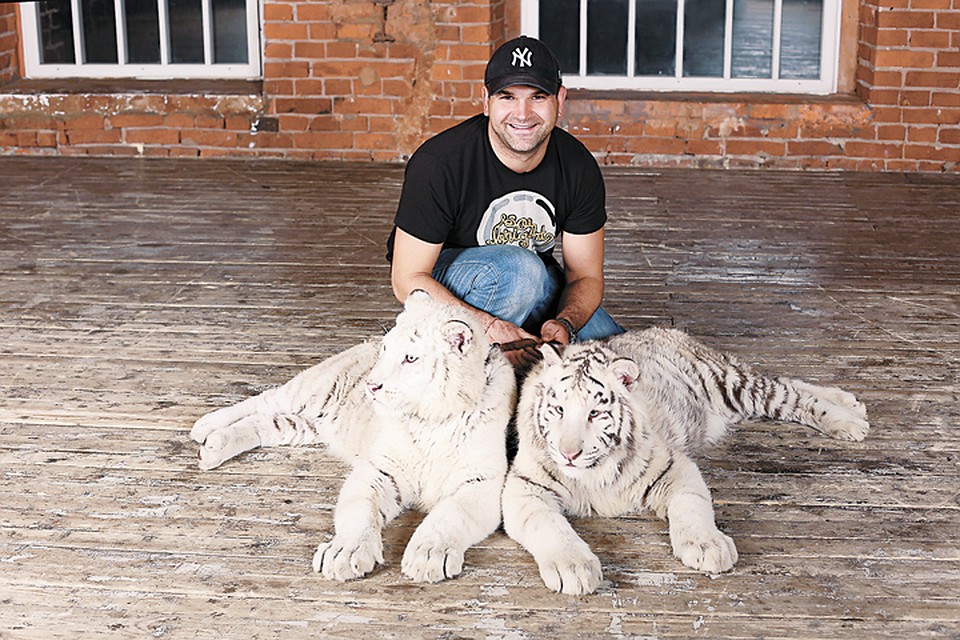 Воспитываю тигров. Домашний тигр. Воспитываю тигров. Семья в образе тигров. Королевские тигры суматры.