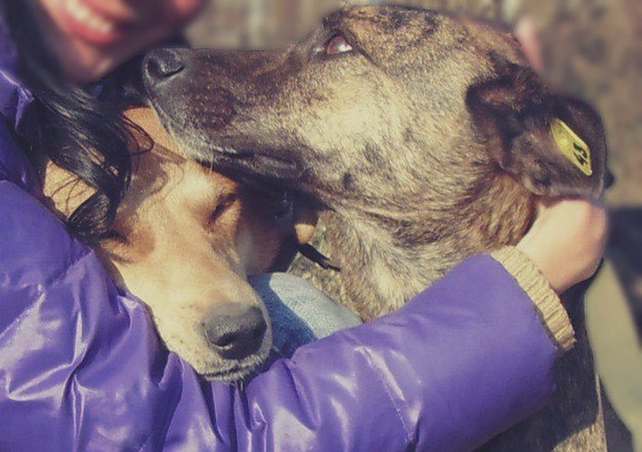 Натали портман с собакой. Красивая девушка с собакой. Одри хаски модель. Девушка с собакой 8 живу люблю. Девушка с собакой.