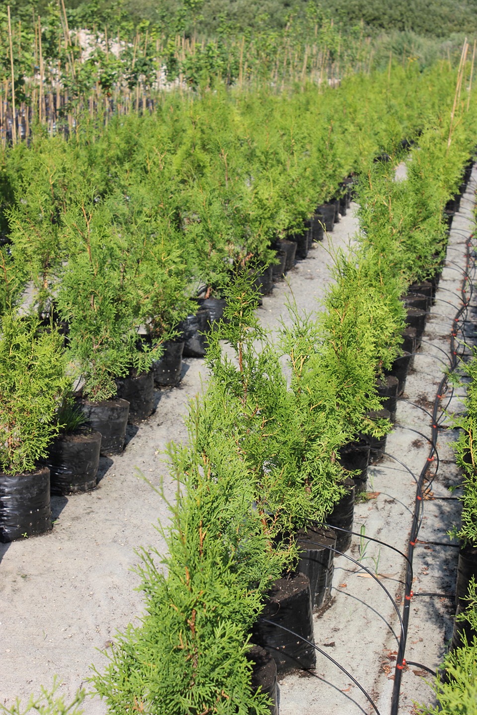 Купить Саженцы В Челябинске В Зеленый Сад