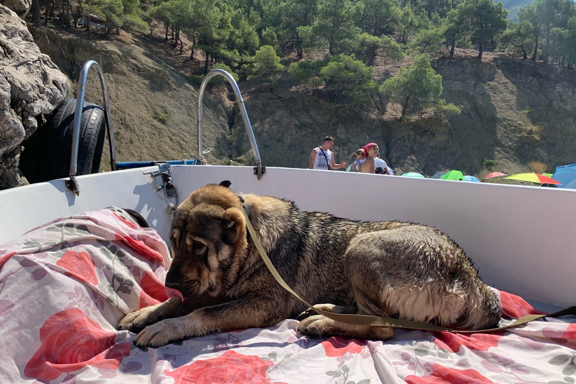 Алабай Мира обожает кемпинг. После жизни в квартире, отдых на природе это практический рай