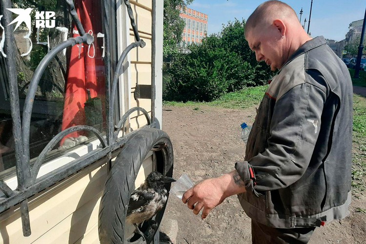 Ворона - птица, можно сказать, дресисрованная. Она выполняет команды, пьет из стаканчика...