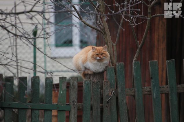 878598 баня марьина горка у дубовика