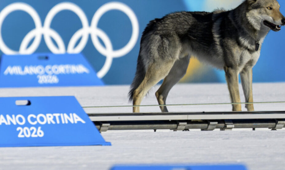 Собака на лыжной трассе, фото Reuters
