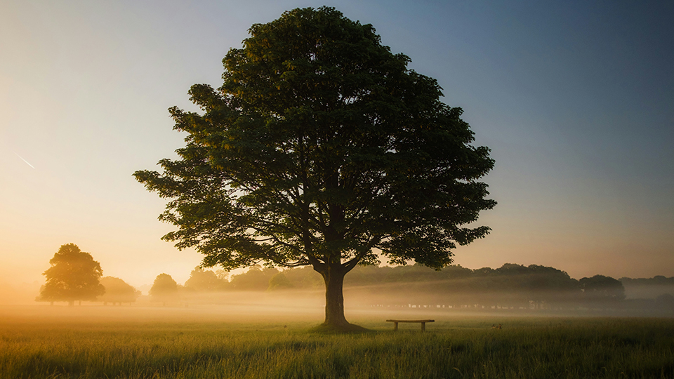 К чему снится дерево