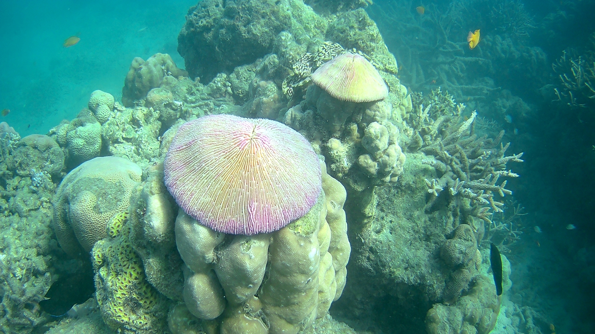 Морская флора и фауна Андамана и Никобарского острова, Индия.