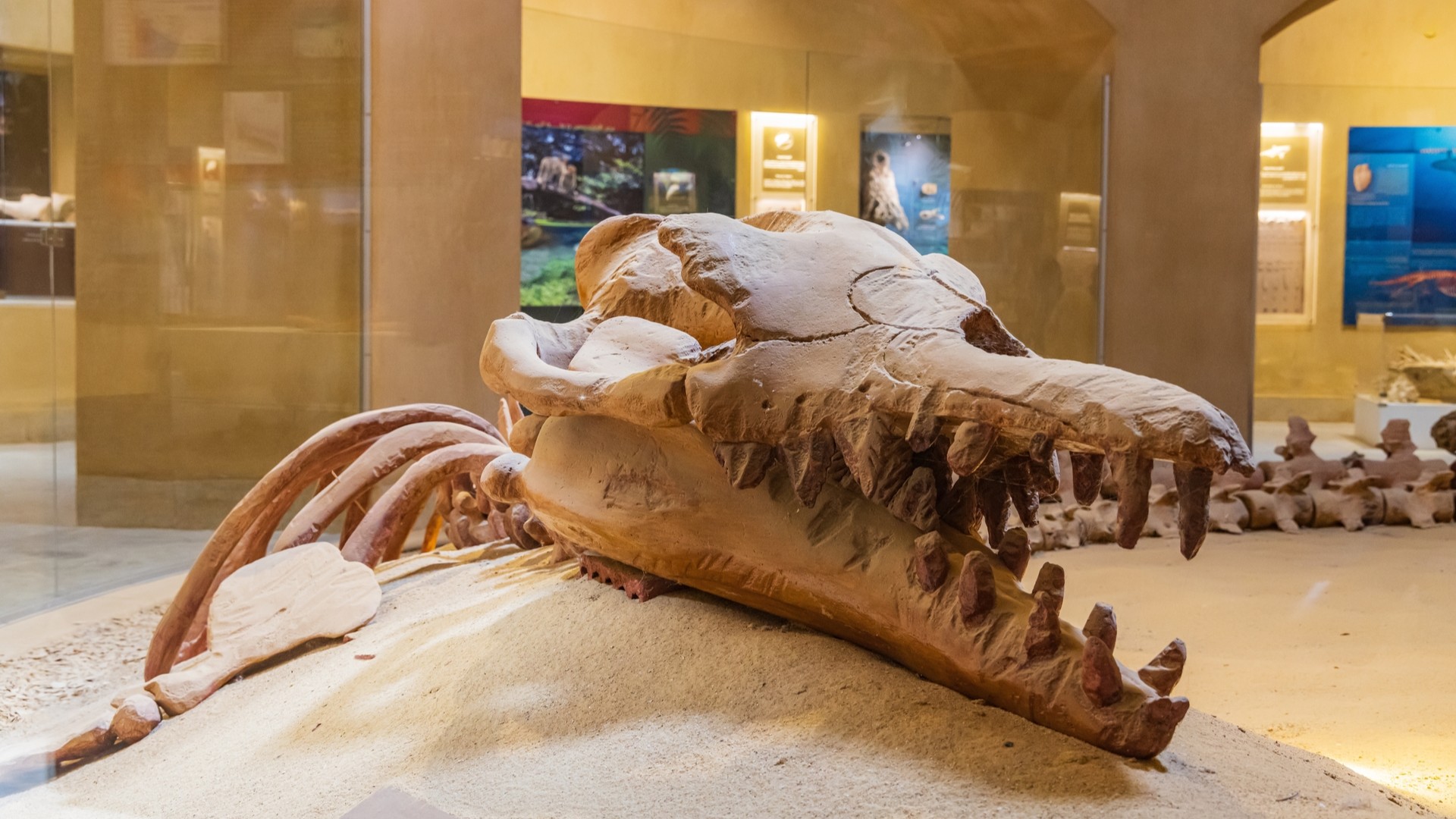 Ископаемый череп кита в Вади-эль-Хитан.