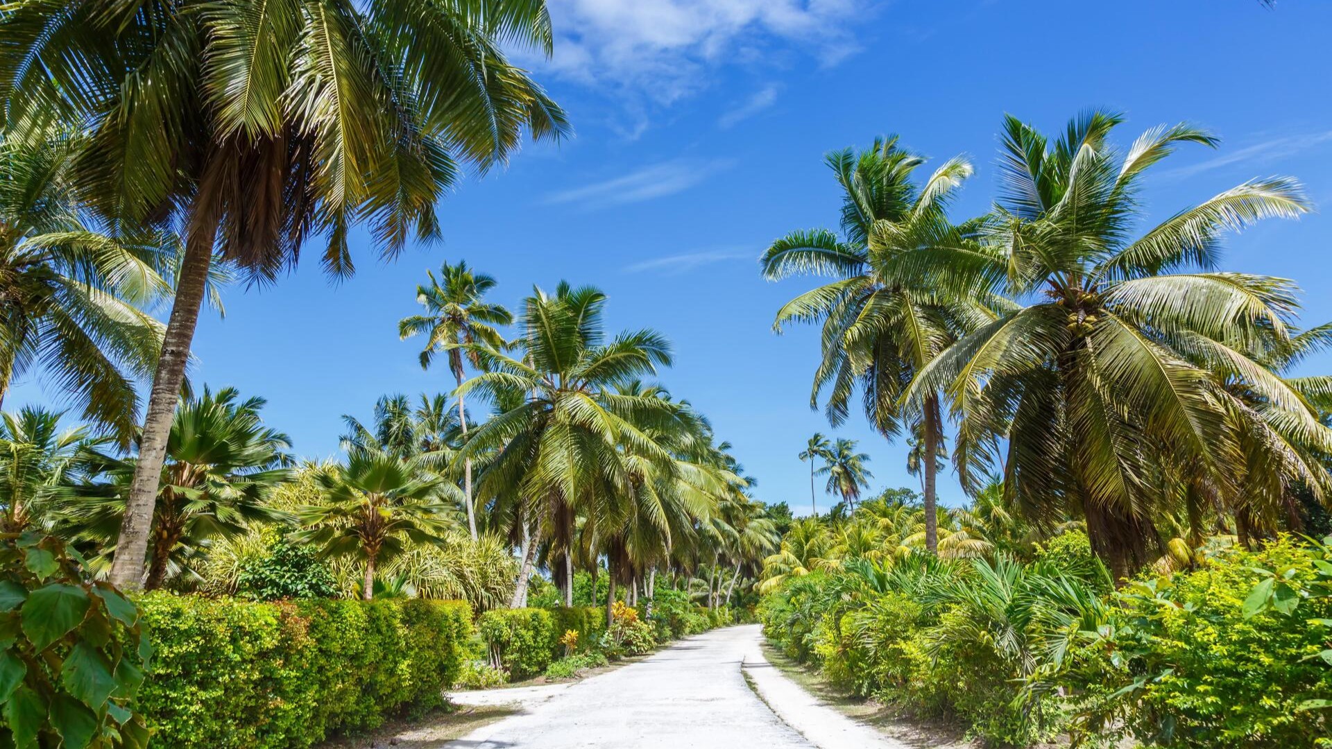 Дорога из пальм на острове Ла-Диг, Сейшелы.