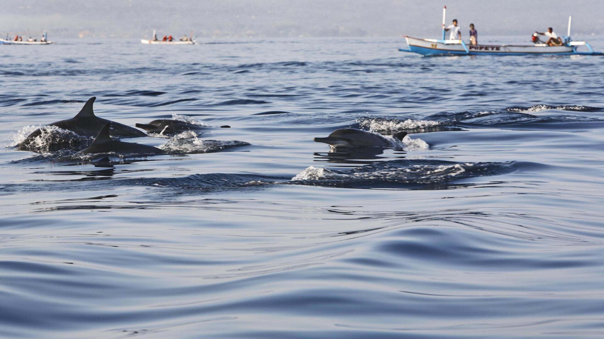 Дельфины, пляж Ловина, Бали.