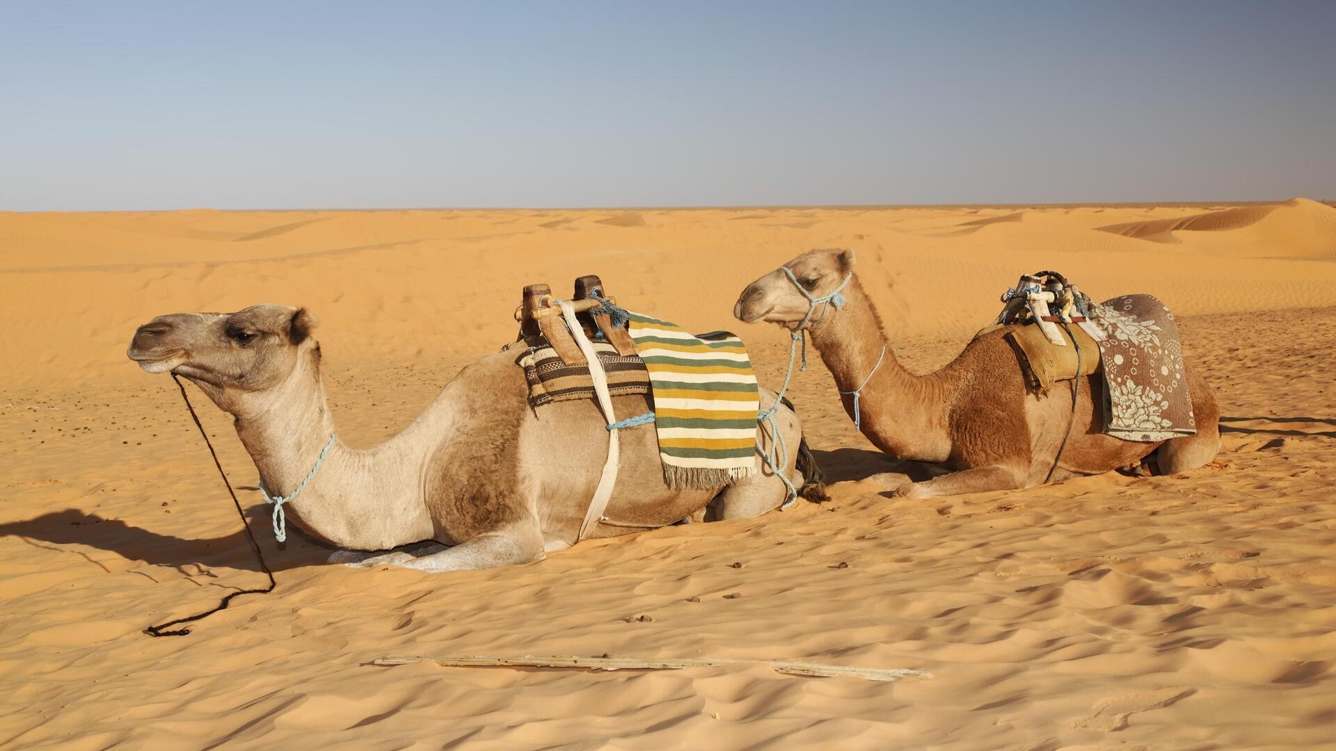 Верблюды в Сахаре, близ Ксар-Гилана, Тунис.